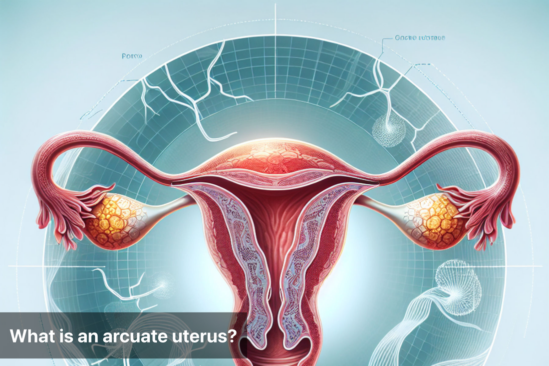 Illustration of the female reproductive system highlighting the arcuate uterus