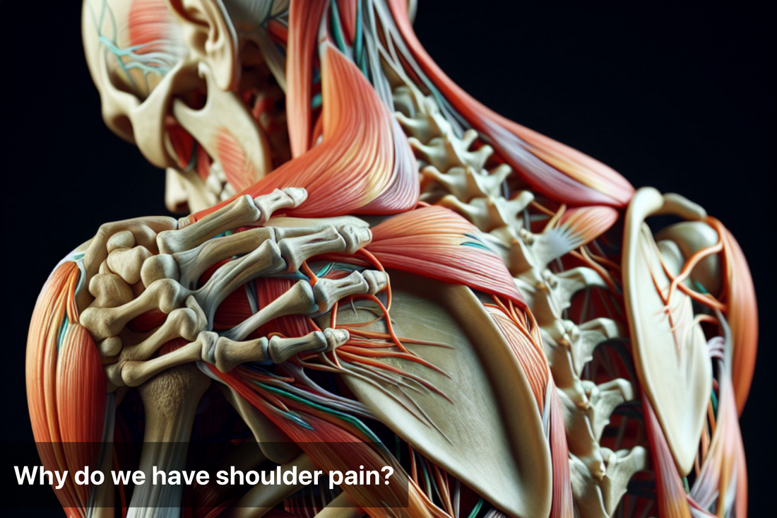 Anatomical illustration showing muscles and nerves affecting shoulder pain.